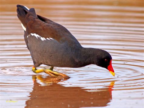 水雞屬|Gallinula chloropus chloropus 